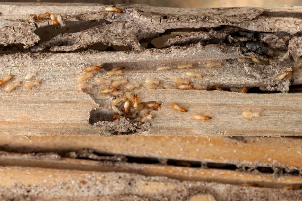 Best Best Pest Control Companies  in Sheridan, IL